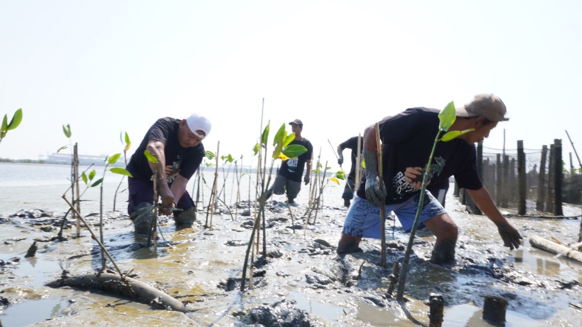 Peringati Hari Santri 2023, PBNU Tanam 2200 Bibit Mangrove di Surabaya