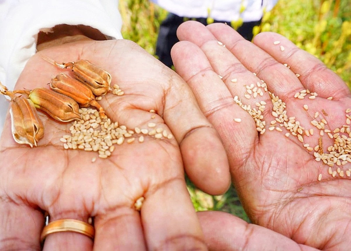 Biji wijen. (Foto: Ahaddiini HM/jatimnow.com)