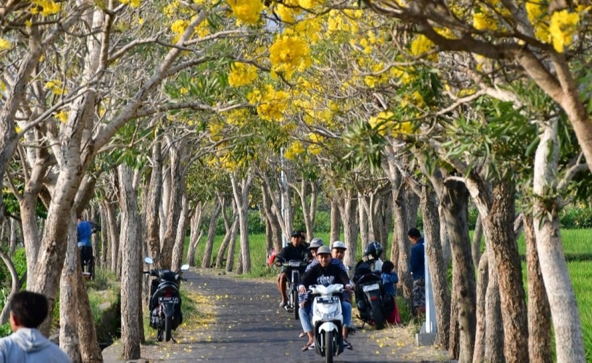 Bunga tabebuya kuning membuat Jalan Ksatrian Arhanud nampak indah. (Foto: Achmad Titan/jatimnow.com)