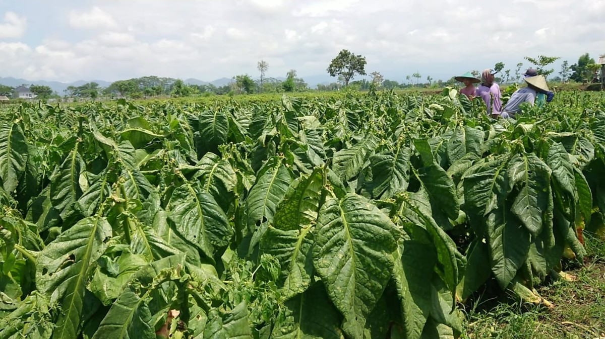 Petani tembakau di Tulungagung. (Foto: Bramanta Pamungkas/jatimnow.com)