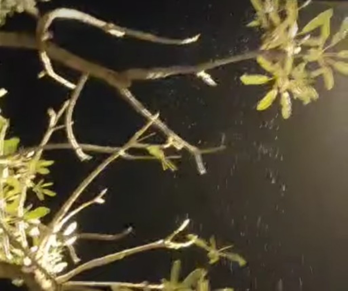 Pohon Tabebuya mengeluarkan air. (Foto: Tangkapan layar video Akhsan Muamar)