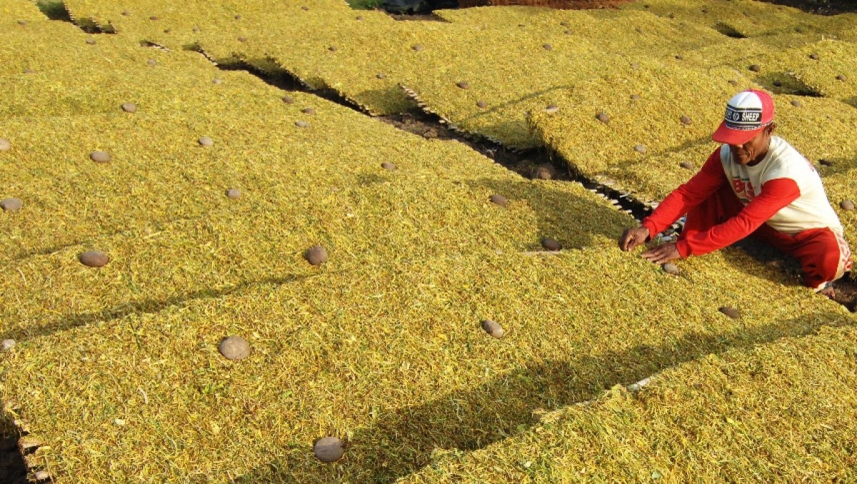 Tembakau kualitas super di Sampang. (Foto: Ipul for jatimnow.com)