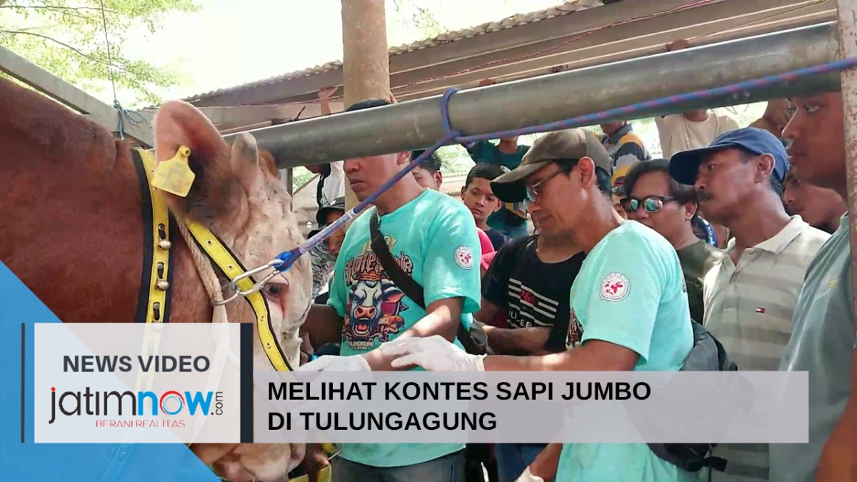 Video: Melihat Kontes Sapi Jumbo di Tulungagung