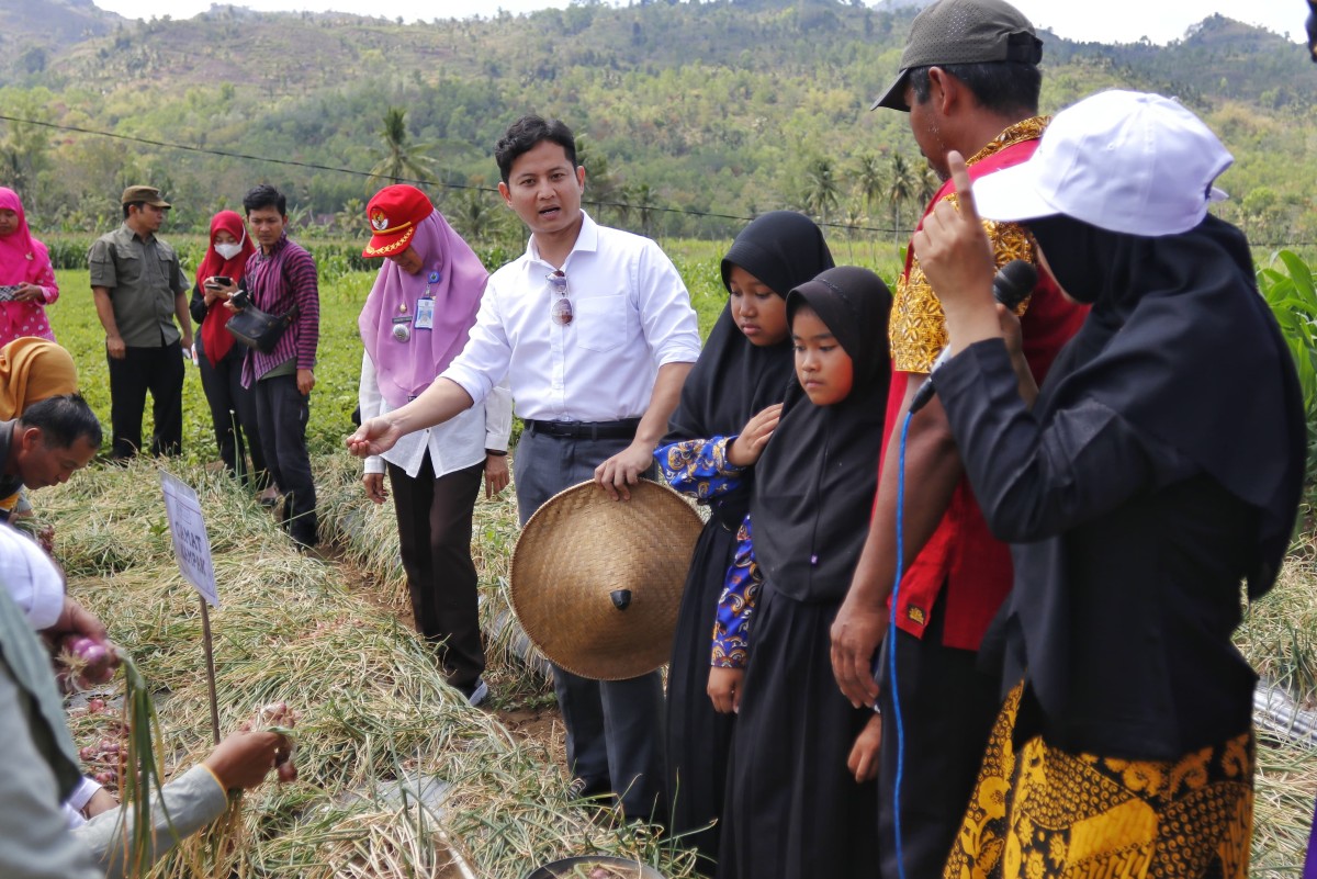 Bupati Arifin Panen Bawang Merah di Kecamatan Kampak Trenggalek