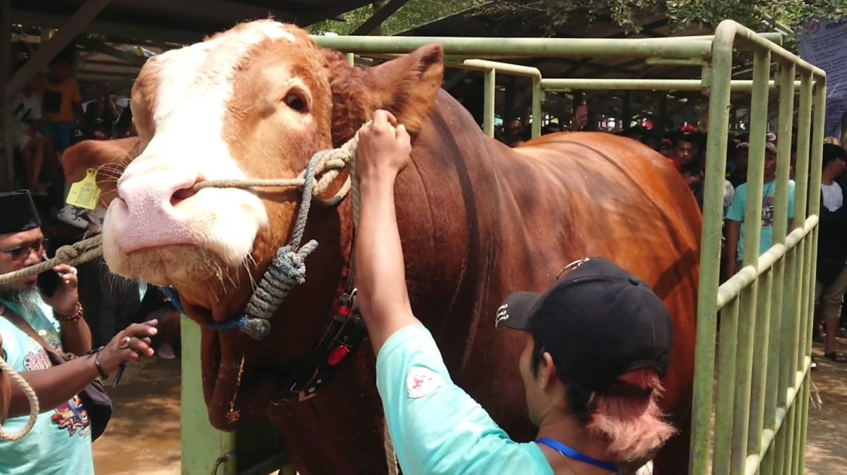 320 Ekor Sapi Ikut Kontes di Pasar Hewan Terpadu Tulungagung, Ada yang Ukuran Jumbo