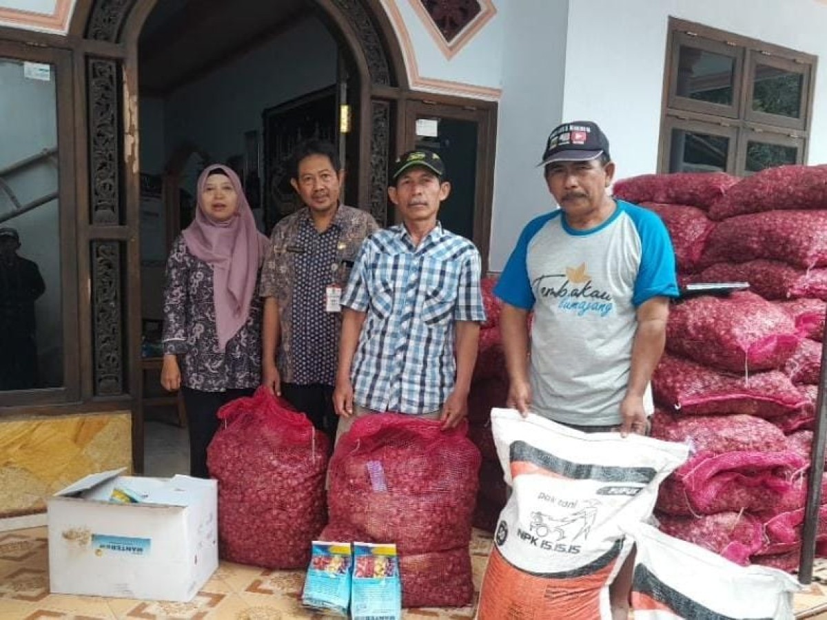 Bantuan 3,5 ton bibit bawang merah dari Pemkab Lumajang kepada Poktan Dewi Sri. (Foto: Kominfo Kabupaten Lumajang fot jatimnow.com)