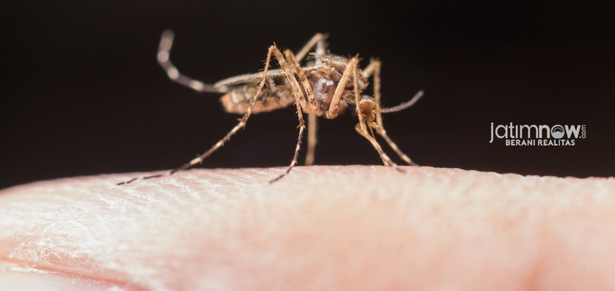 Foto ilustrasi (dok. Jatimnow.com)