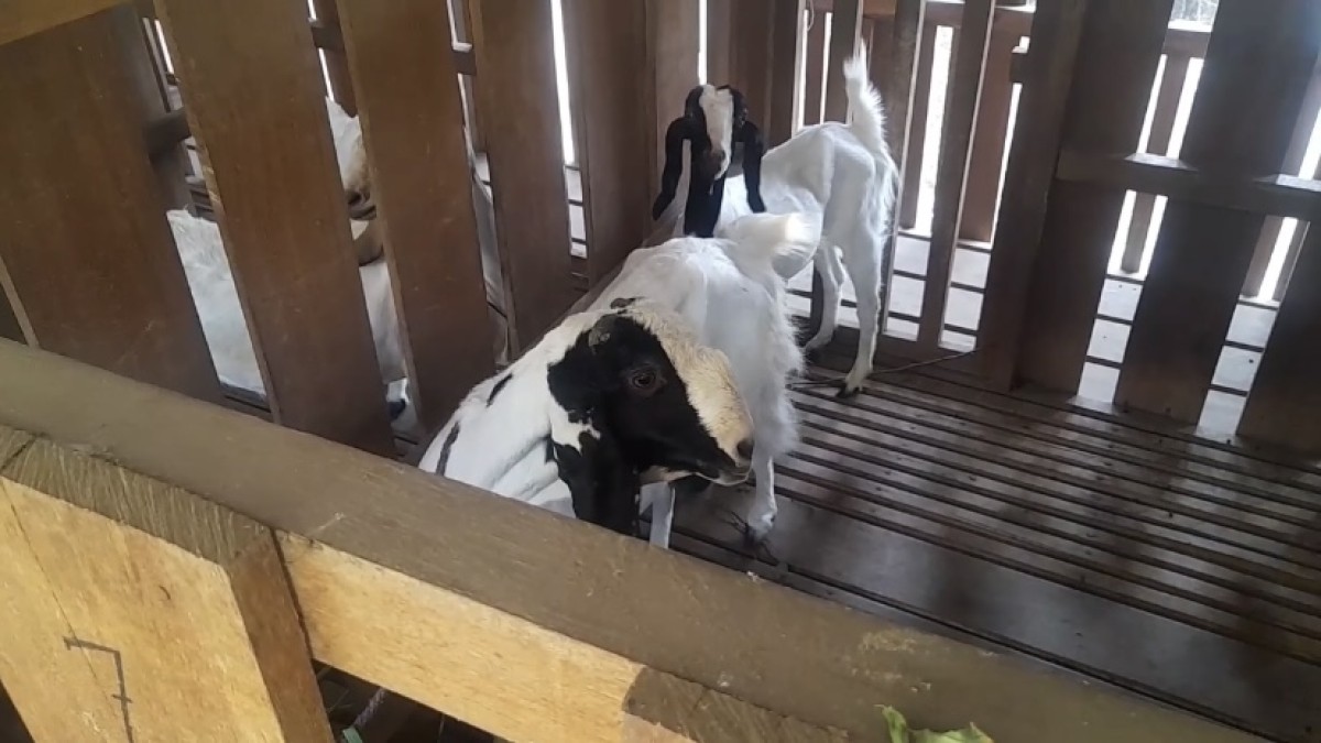 Ilustrasi hewan ternak kambing. (Foto: Yanuar Dedy/jatimnow.com)