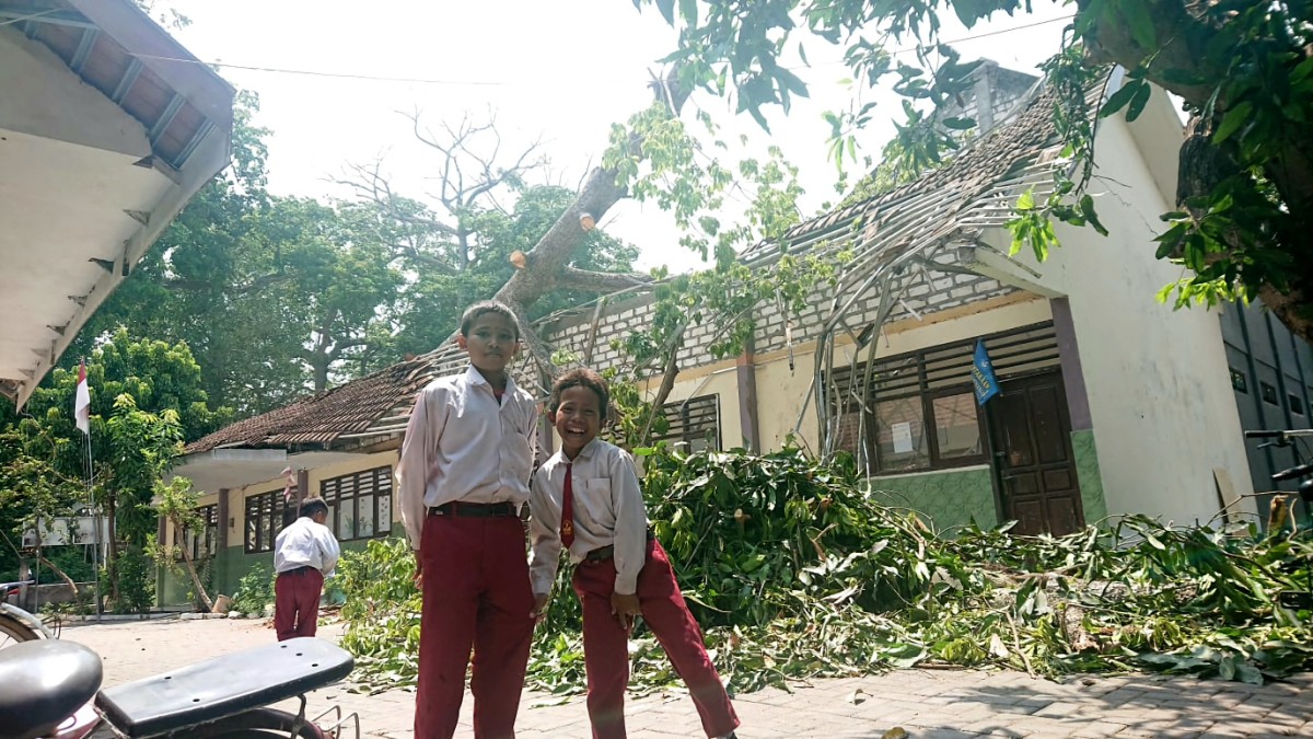 Pohon uimbang di SDN 1 Karangmenjangan, Kecamatan Sarirejo, Lamongan pada Sabtu (4/11/2023) lalu. (Foto : Adyad Ammy Iffansah/jatimnow.com)