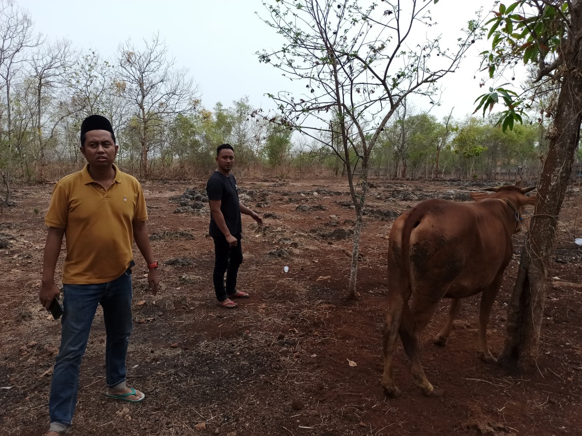 Bripka Poundra Kinan (baju kuning) bersama anggota Polsek Galis saat mengamankan sapi hasil curian (Foto: Poundra for jatimnow.com)