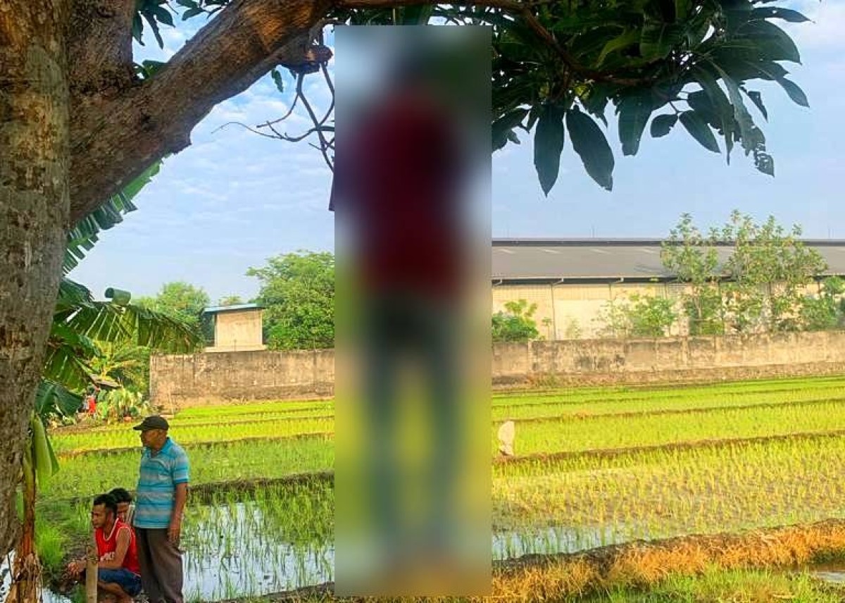 Pria Gantung Diri di Pohon Mangga Tepi Sawah Sidoarjo Gemparkan Warga