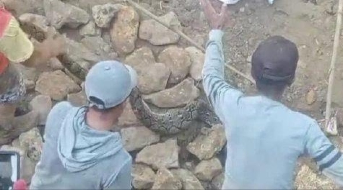 Tangkapan layar Ular Sanca. (Foto: Fathor Rahman/jatimnow.com)