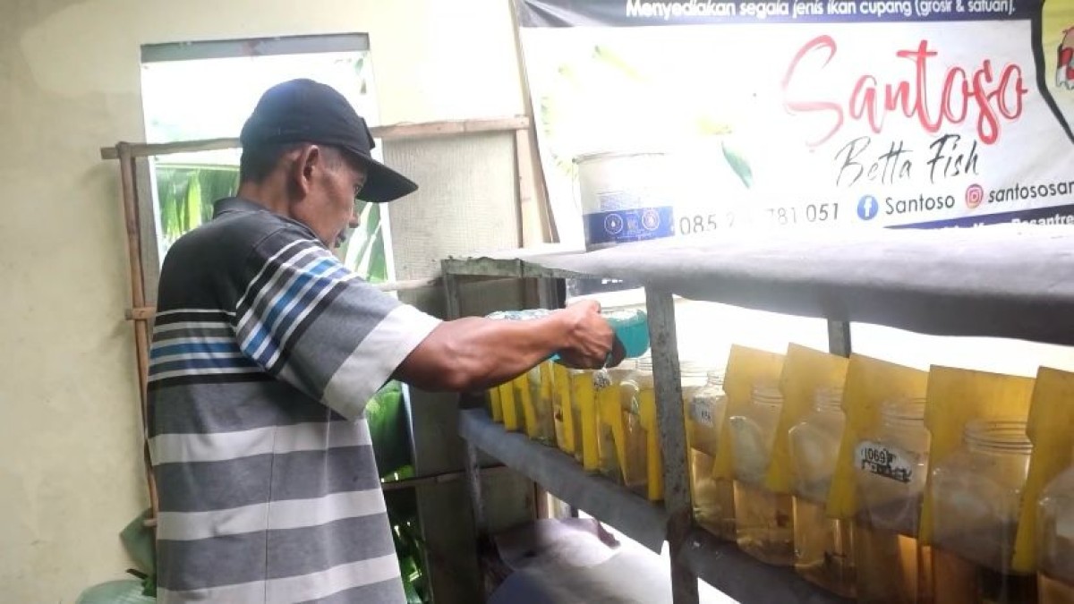 Salah satu petani Santoso beraktivitas di tempat budidaya ikan cupang miliknya. (Foto: Yanuar Dedy/jatimnow.com)