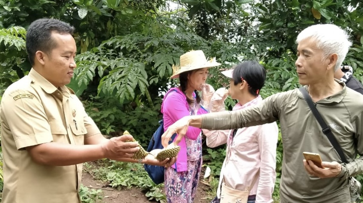 Wisatawan lokal dan mancanegara menikmati Durian Mlancu di kebun. (Foto-foto: Mulyono for jatimnow.com)