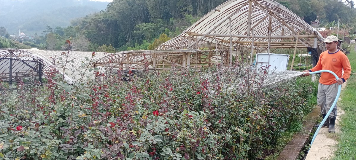 Pertanian bunga di Desa Gunungsari, Kota Batu. (Foto: Gerhana/jatimnow.com)