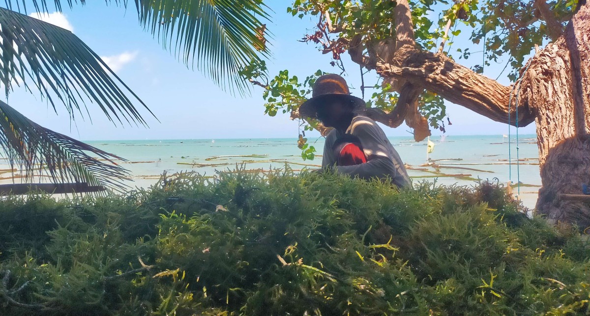 Petani rumput laut di Sumenep. (Foto: Isal for jatimnow.com)