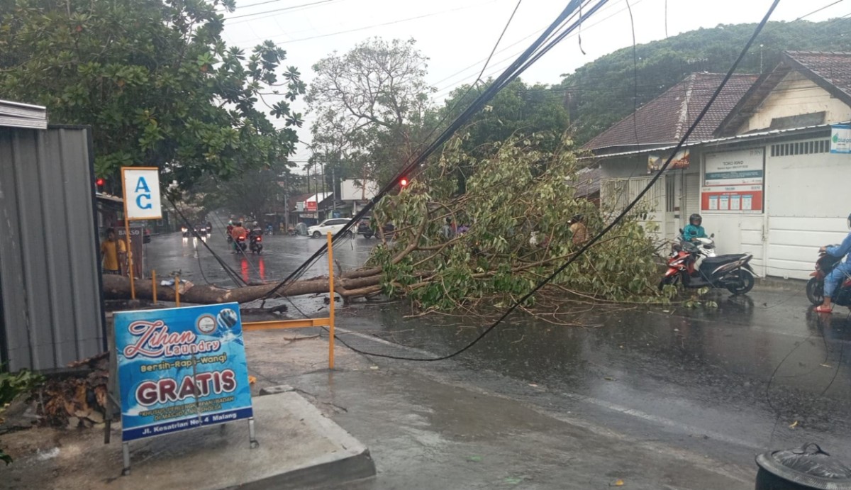 Salah satu kejadian pohon tumbang di Kecamatan Blimbing, Kota Malang. (Foto: Gerhana/jatimnow.com)