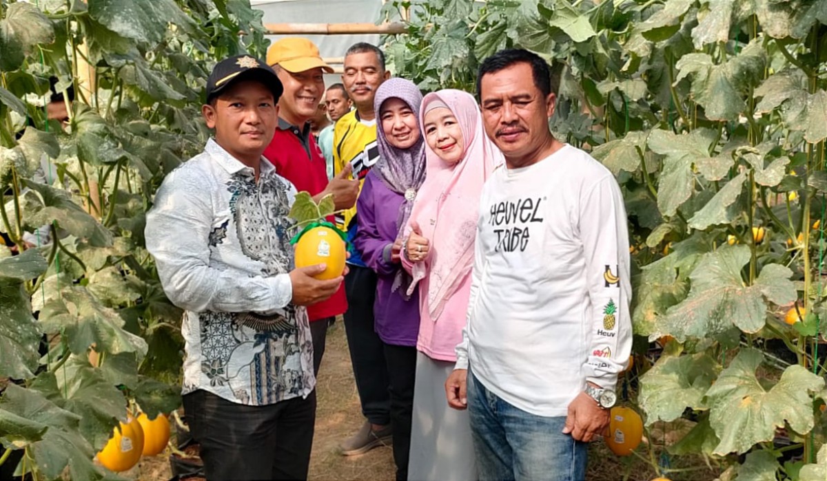 Kades Samirplapan Ja'far Shodiq, Camat Duduksampeyan Dedy Hartadi, Ketua KTNA Gresik Hamzah Takim, beserta Dinas Pertanian Gresik, saat panen melon di green house Samirplapan (Foto-foto: Dok. Pemdes Samirplapan for jatimnow.com)