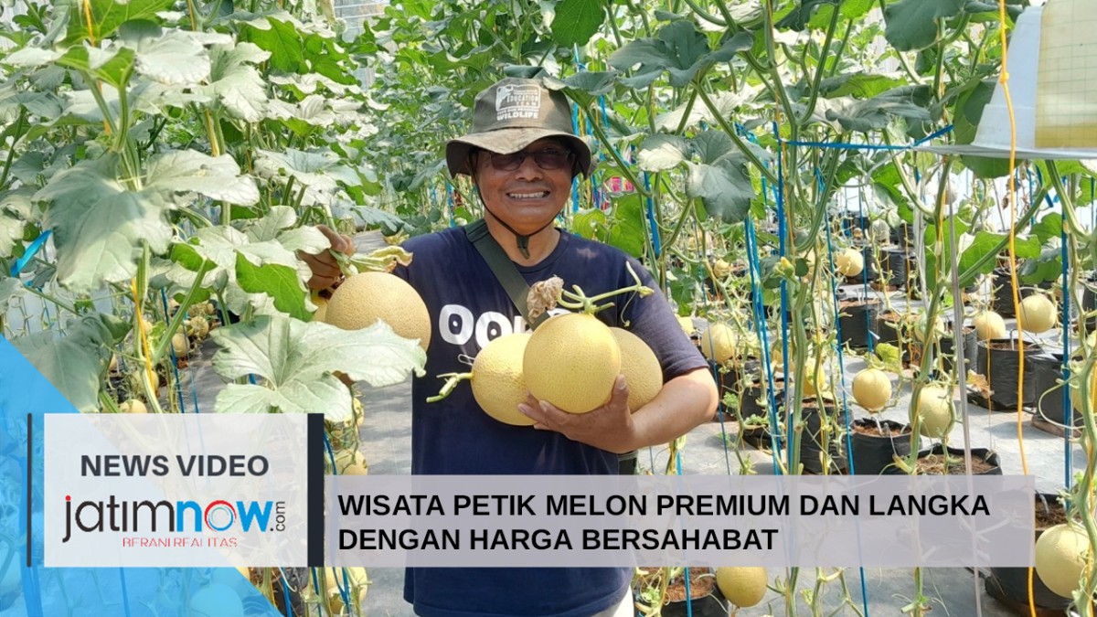 Video: Wisata Petik Melon Premium dan Langka dengan Harga Bersahabat
