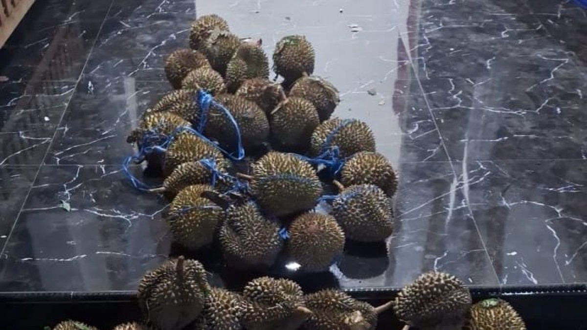 Durian yang dipanen oleh Jumali. (Foto : Polsek Semen/jatimnow.com)
