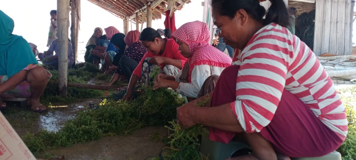 Pekerja pembibitan rumput laut pascapanen di di Desa Tanjung, Kecamatan Saronggi, Kabupaten Sumenep. (Foto: Zaki Zubaidi/jatimnow.com)