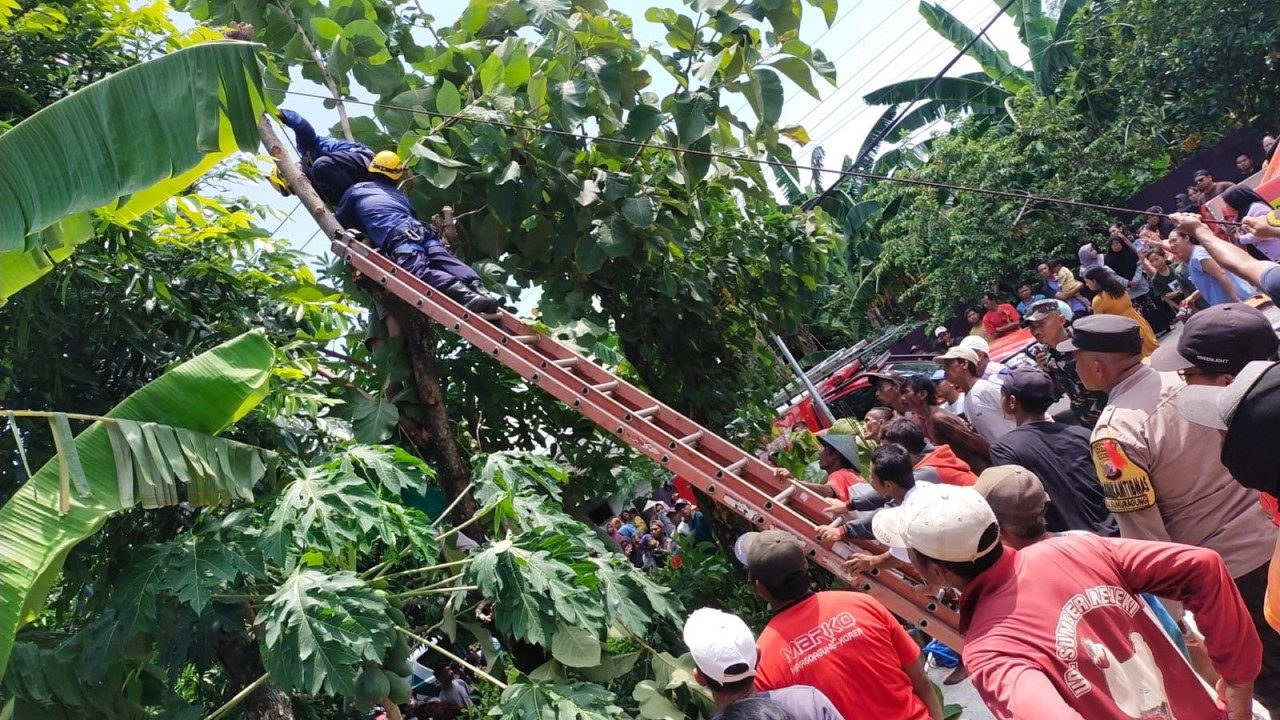 Petugas Damkarmat Bojonegoro saat melakukan evakuasi terhadap korban meninggal dunia tersengat listrik di atas pohon di Desa Wotan Kecamatan Sumberrejo. (Foto: Damkarmat Bojonegoro)