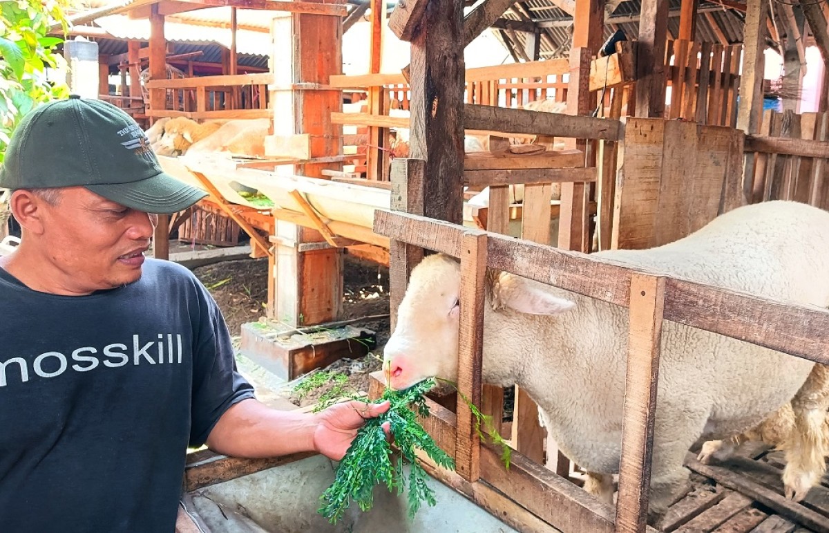 Shaiku bersama kambing ternaknya. (Foto: Ahaddiini HM/jatimnow.com)