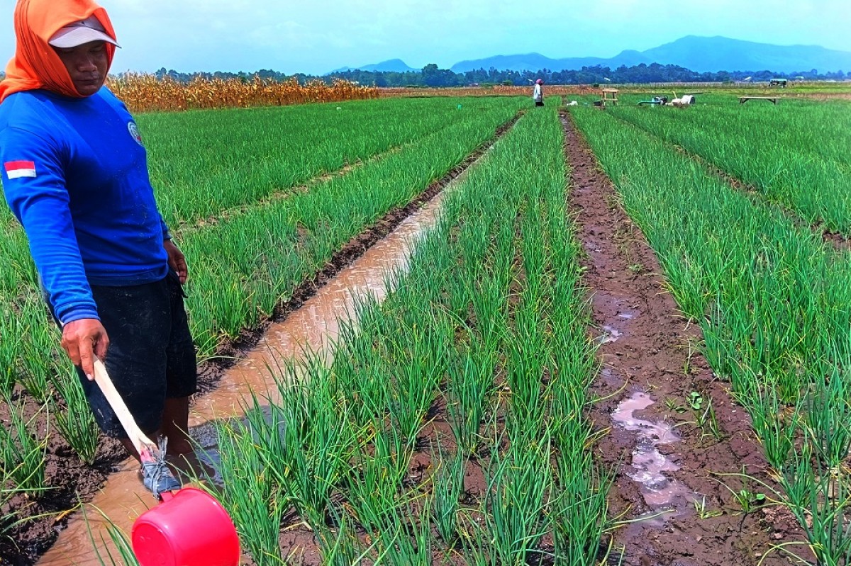 Kiat Petani Bawang Merah di Jember Atasi Serangan Hama saat Musim Hujan