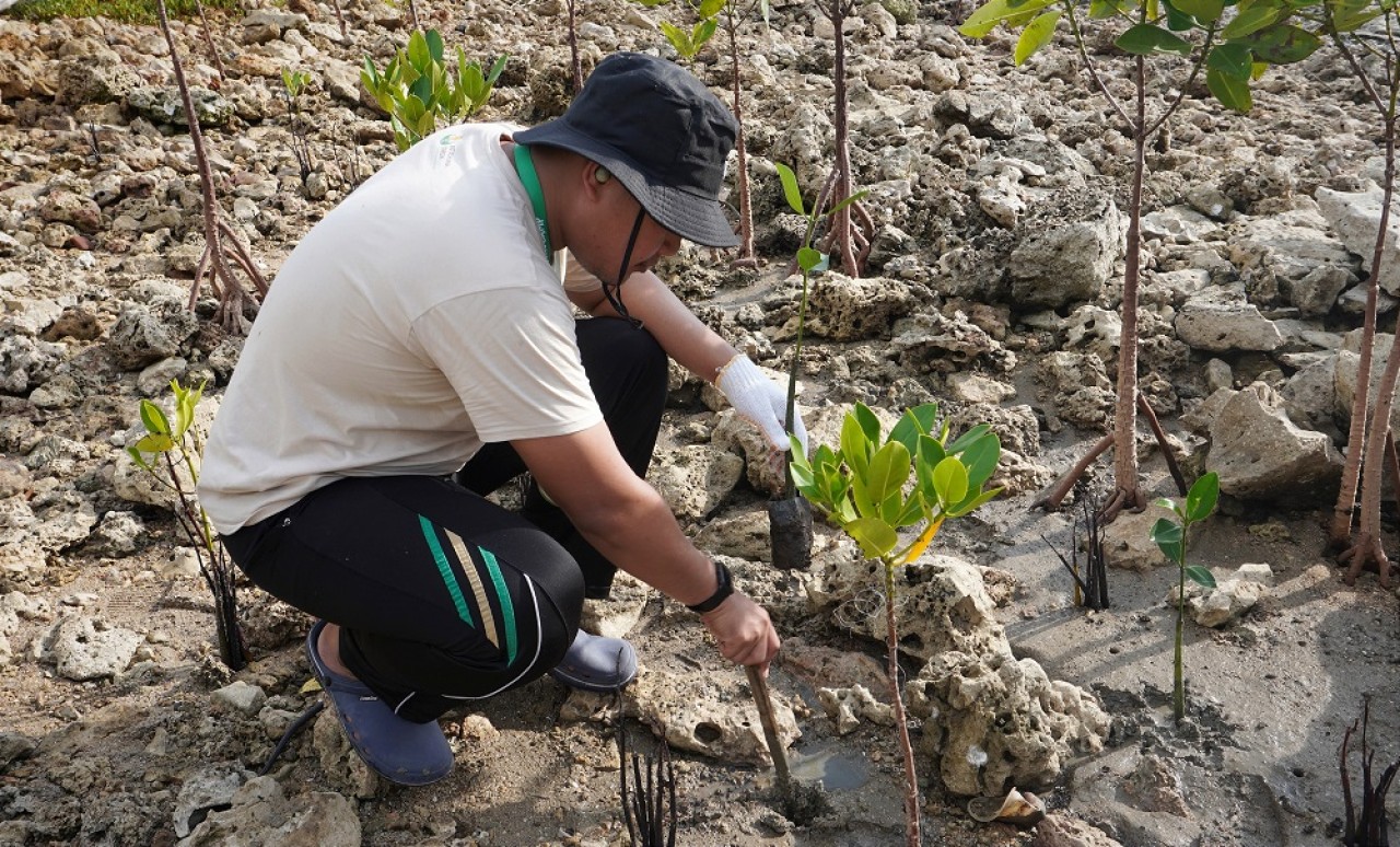 Penanaman bibit mangrove di kawasan pantai utara di Mengare Gresik (Foto: Humas Petrokimia Gresik for jatimnow.com)