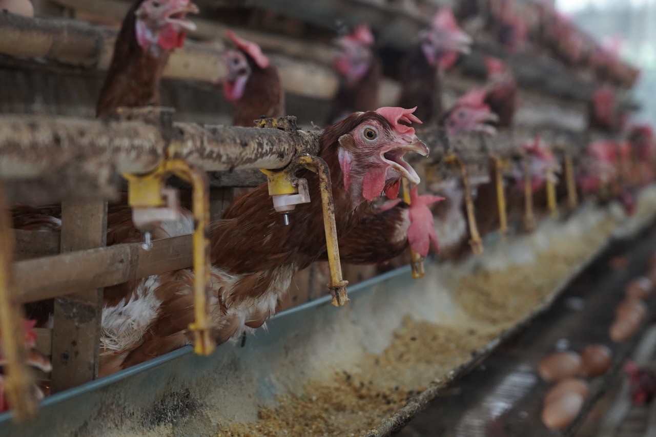 Peternakan ayam petelur di Kediri. (Foto: Pemkab Kediri/jatimnow.com)