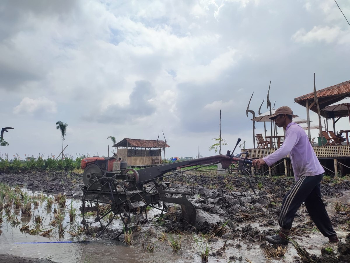 Petani saat beraktifitas di sawah. (Foto: Bramanta Pamungkas/jatimnow.com)