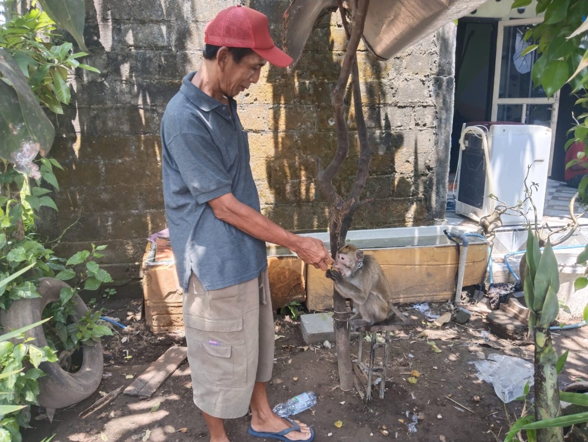 Disnakeswan Tulungagung Pantau Monyet Ekor Panjang, Dikhawatirkan Rabies