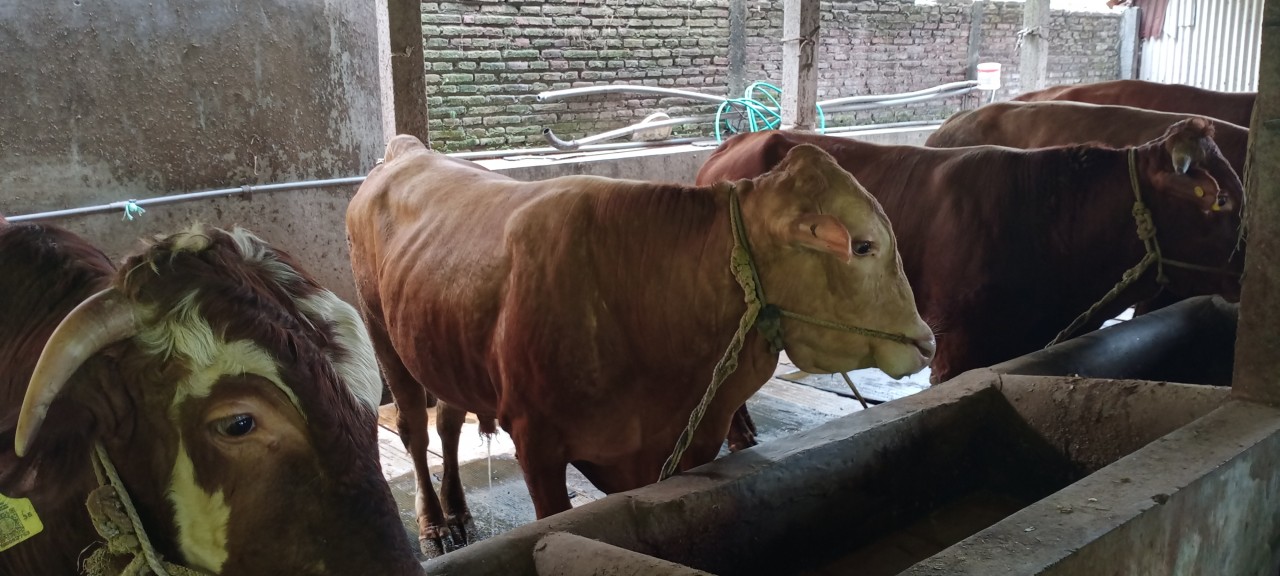 Triwulan Pertama, Pemkot Malang Vaksinasi PMK Lebih dari 700 Ekor Hewan Ternak