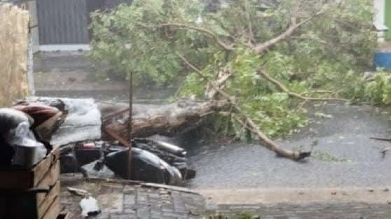 Pohon tumbang menimpa motor di Kediri, Rabu (21/2/2024). (Foto: Warga for jatimnow.com)