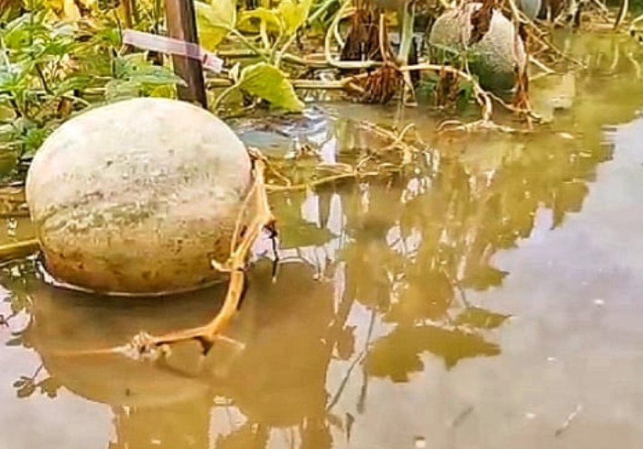 20 Hektare Kebun Melon di Krembung Sidoarjo Gagal Panen, Omzet Anjlok 70 Persen