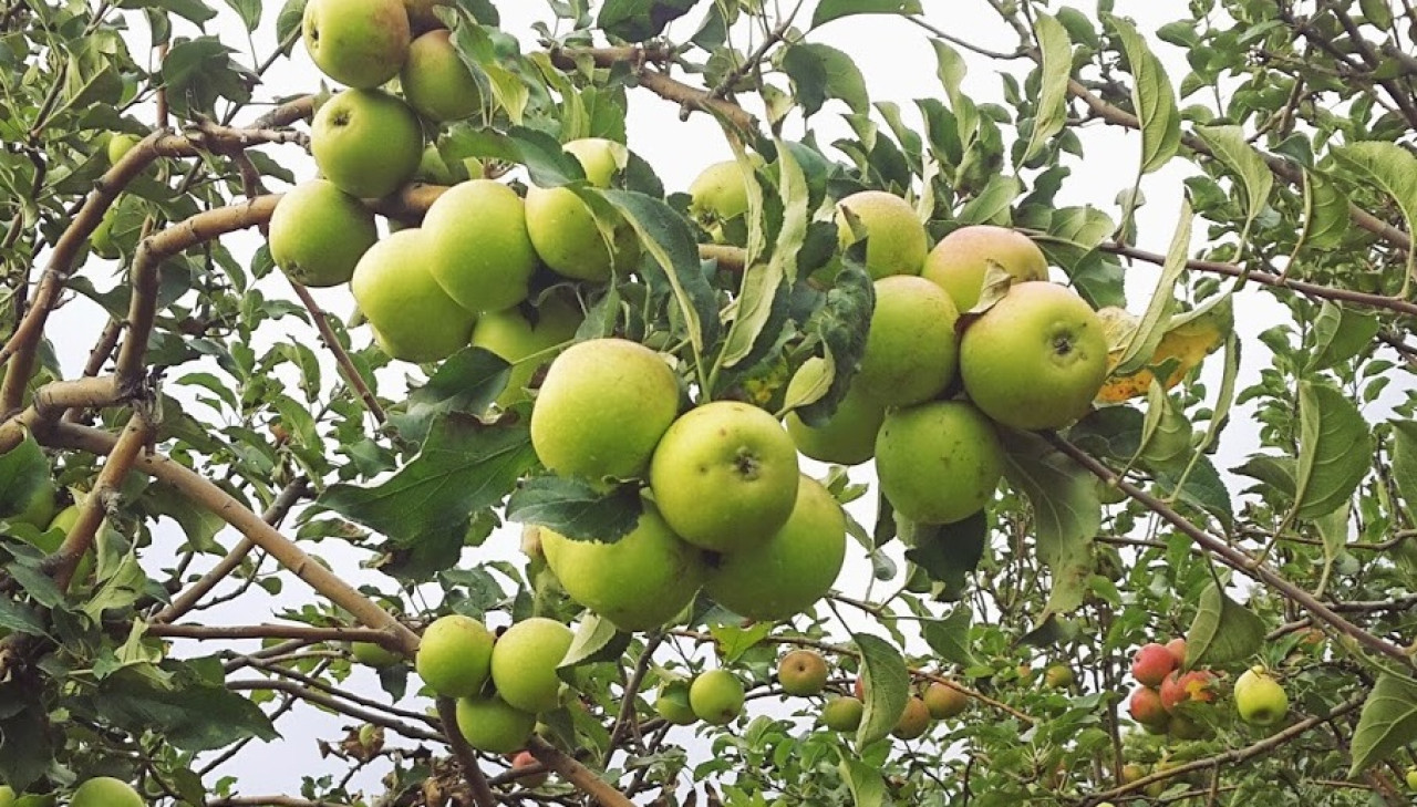Petani Apel Batu Beralih Tanam Jeruk, DPRD Jatim Desak Pemerintah Turun Tangan