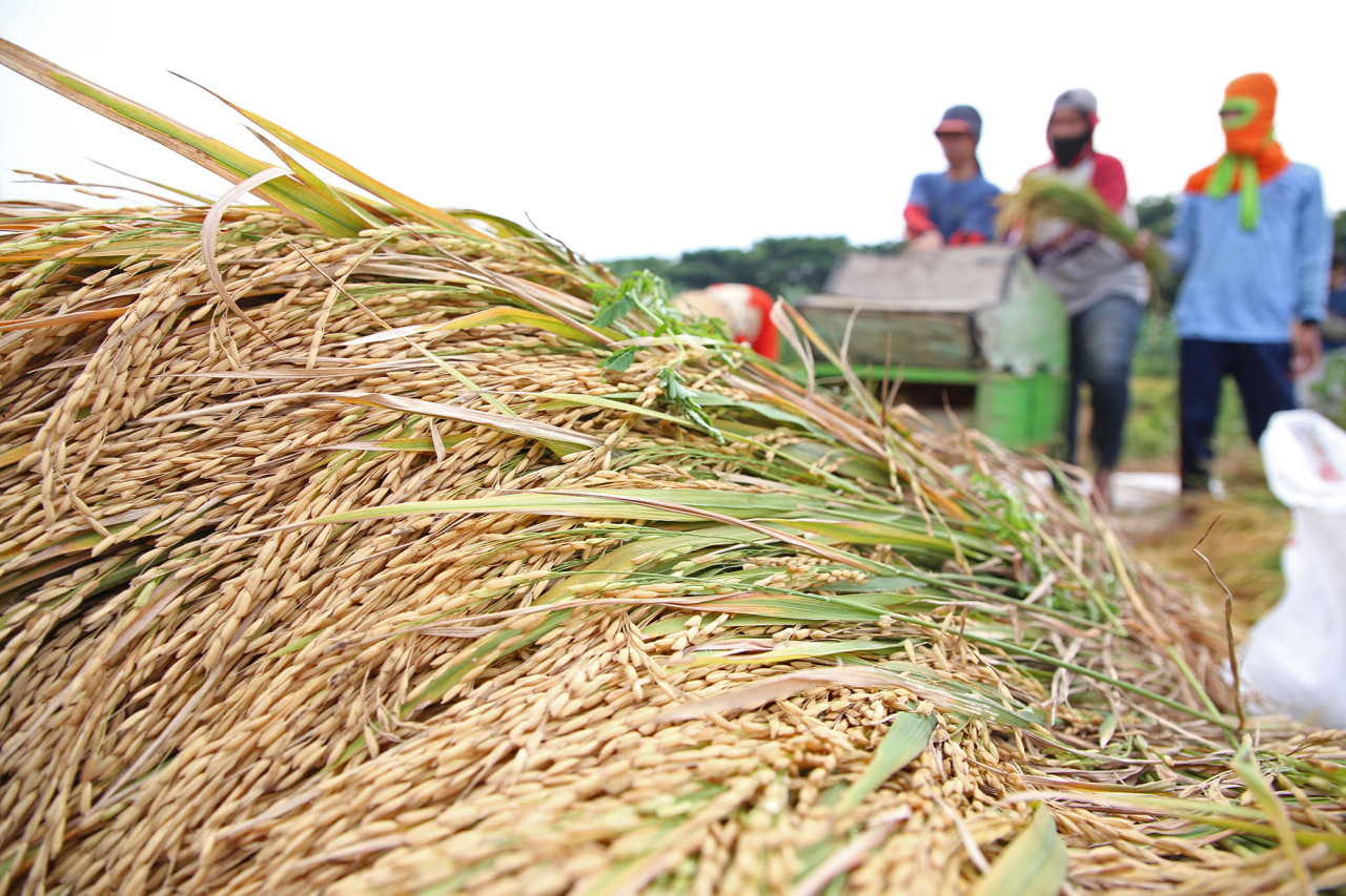 Ilustrasi panen padi di sawah (dok.jatimnow.com for jatimnow.com)