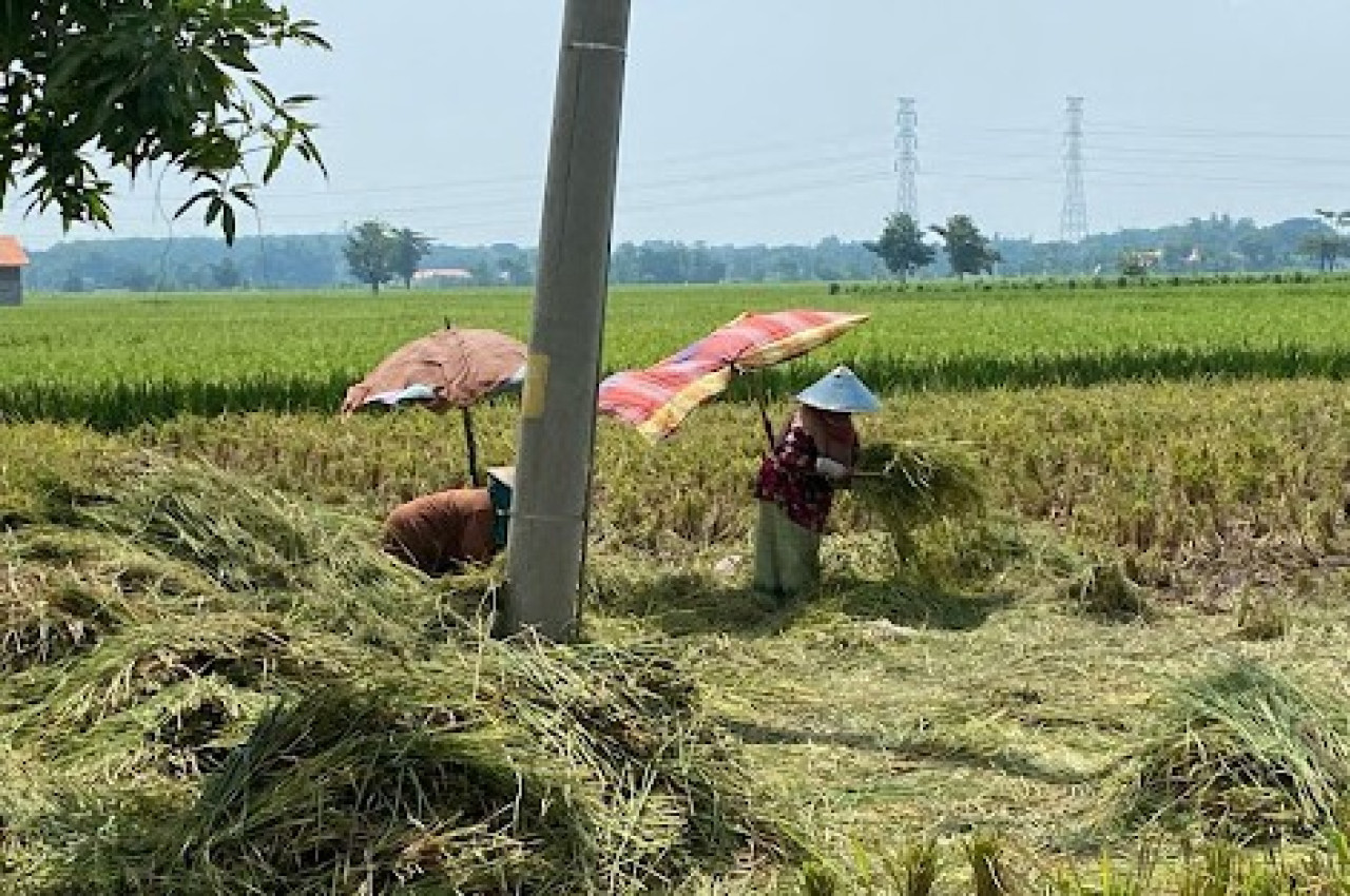 Ibu-ibu yang sedang ngasak. (Foto: Haryo Agus/jatimnow.com)