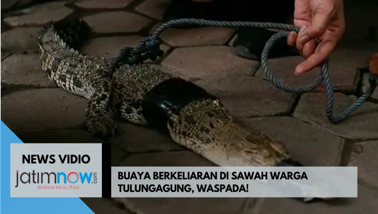 Video: Buaya Berkeliaran di Sawah Warga Tulungagung