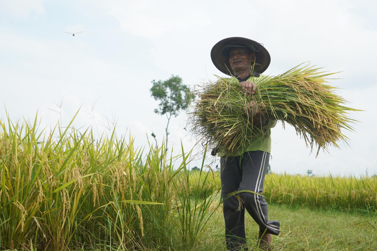 Petani padi di Kabupaten Kediri. (Foto: Pemkab Kediri/jatimnow.com)