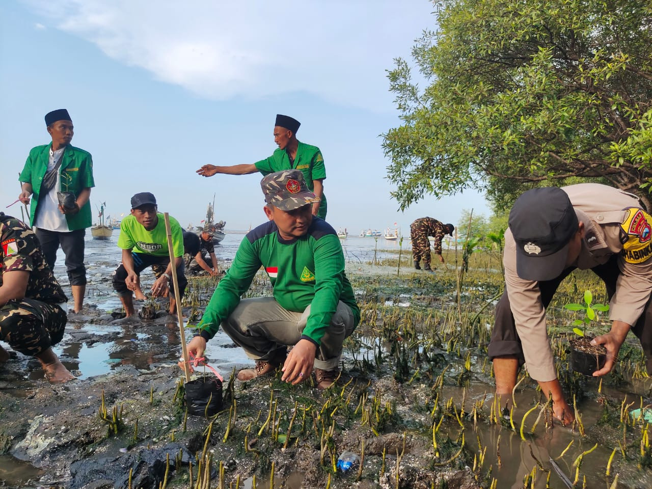 Ansor Probolinggo Tanam Mangrove di Pantai Kampung Pelangi