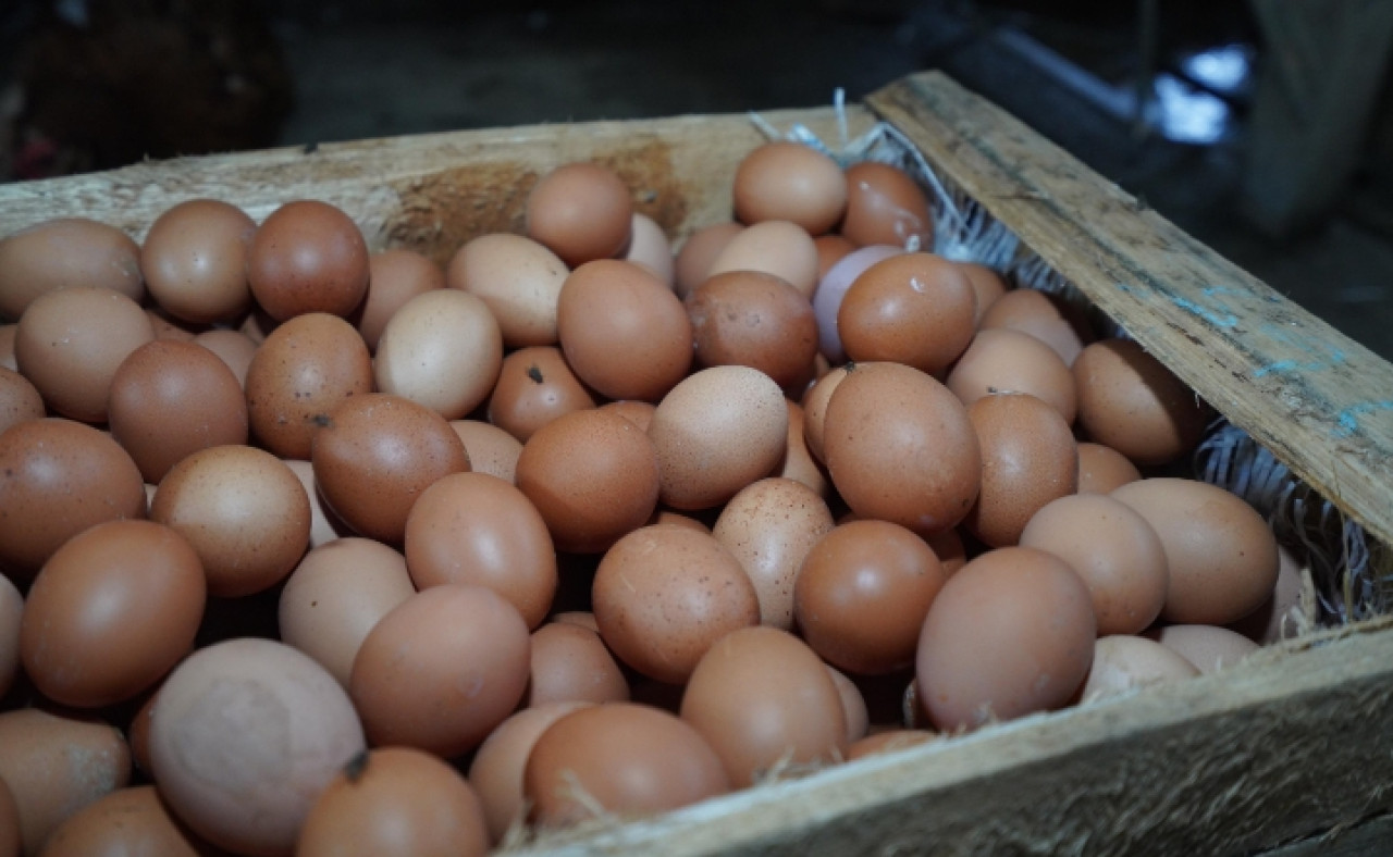 Ilustrasi telur ayam.  (Foto : Gerhana/jatimnow.com)