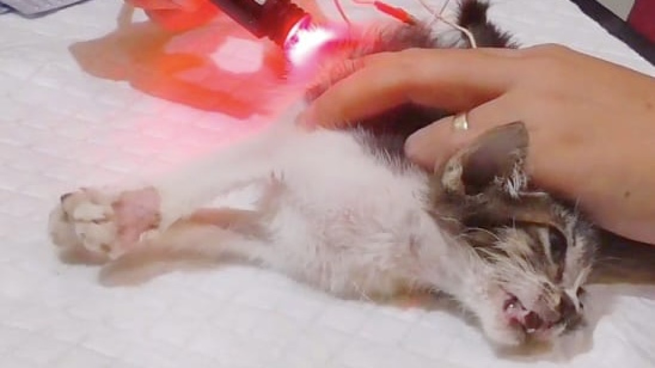 Terapi akupunktur pada hewan. (Foto: Ahaddiini HM/jatimnow.com)