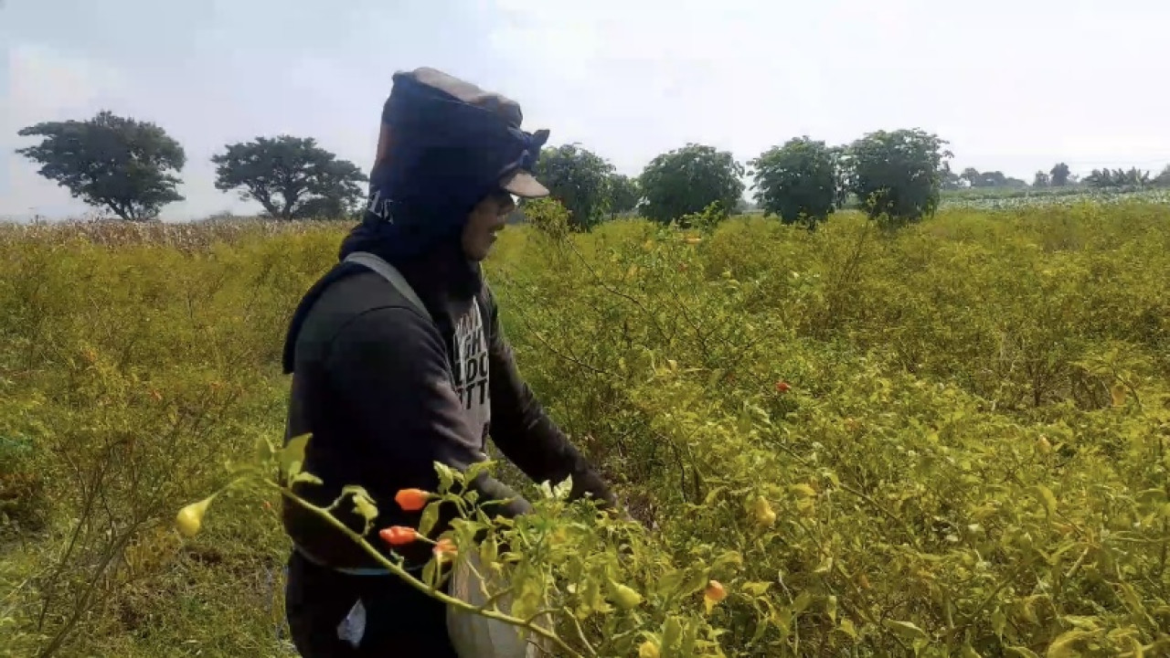 Petani di Kediri panen cabai rawit. (Foto: Yanuar Dedy/jatimnow.com)