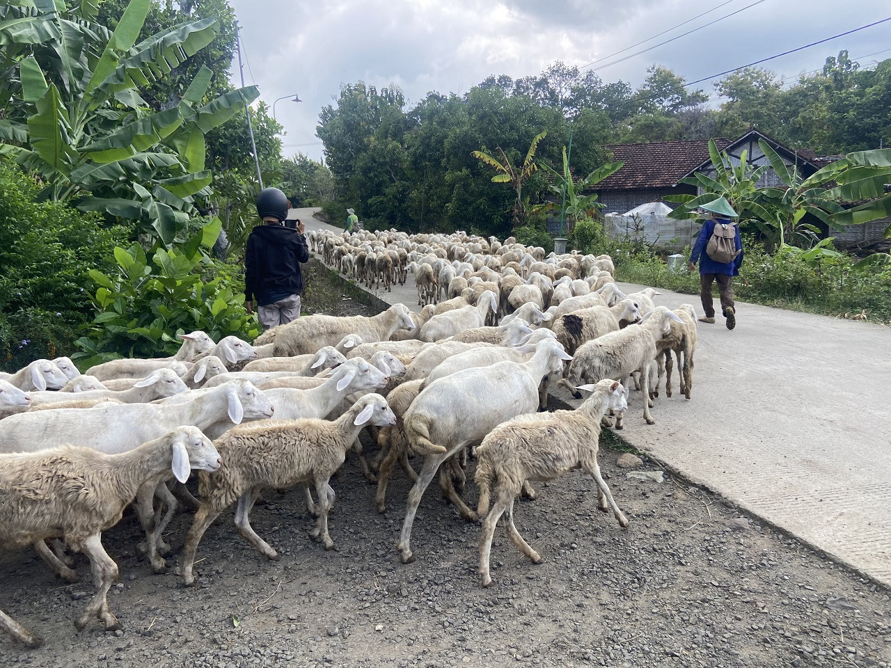 Anggota TNI di Ponorogo Gembalakan Ratusan Domba ke Hutan, Ini Alasannya