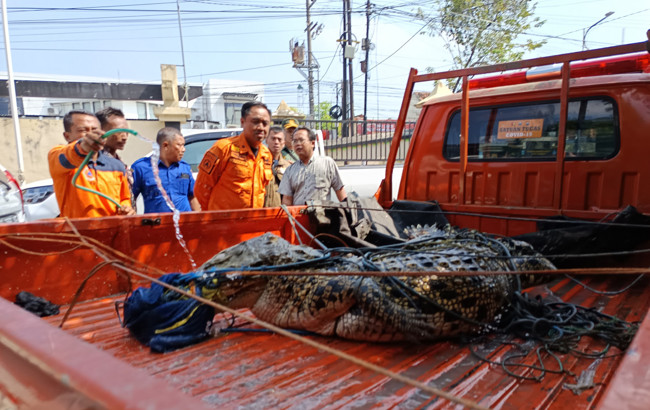 BBKSDA saat melakukan evakuasi buaya di Bangkalan. (Foto: Fathor Rahman/jatimnow.com)