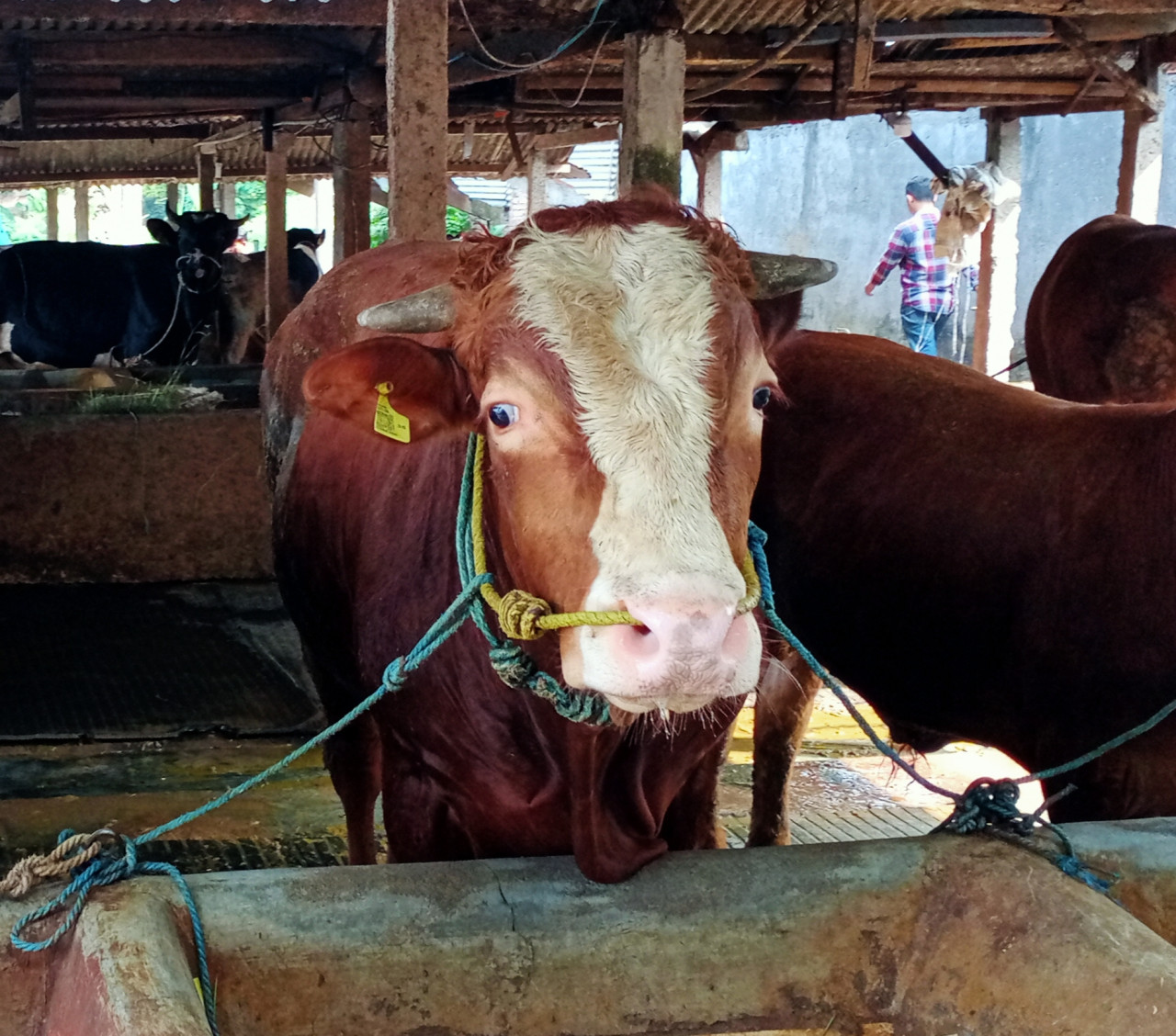 Sapi pedaging di Kelurahan Sanan, Kota Malang. (Foto: Gerhana/jatimnow.com)