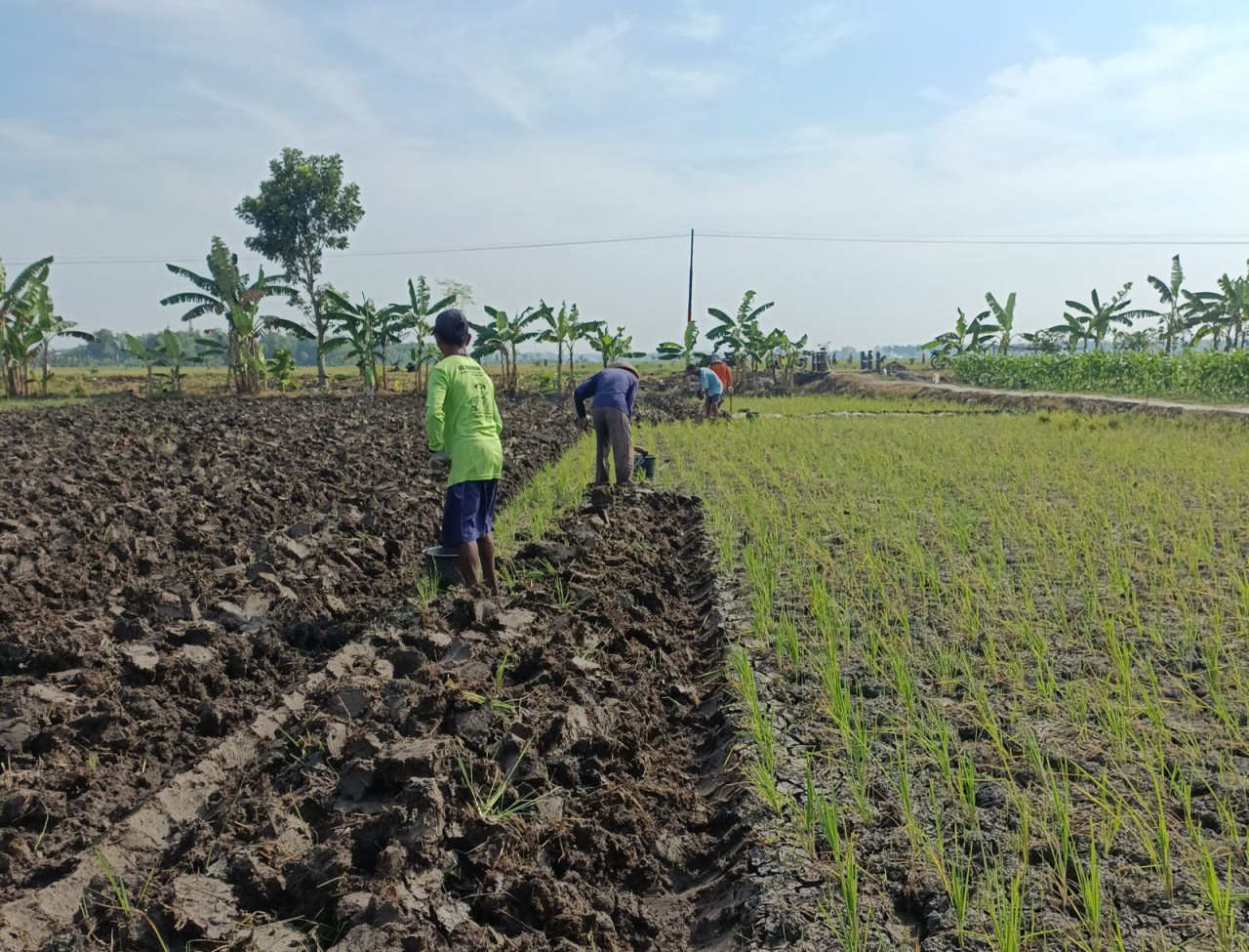 Kekeringan Petani di Kecamatan Kepohbaru beralih tanam dari padi ke tembakau.(Foto: Misbahul Munir/jatimnow.com)