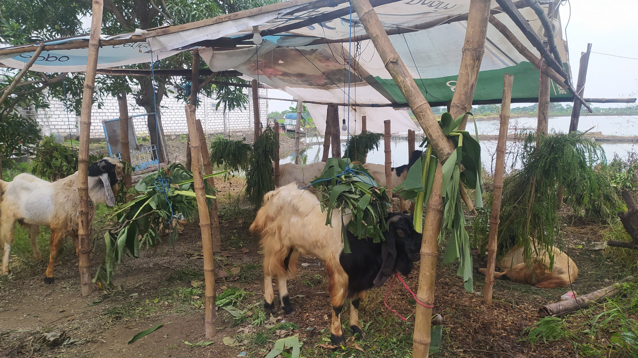 Penjual Hewan Kurban di Lamongan Wajib Kantongi Izin, Begini Caranya