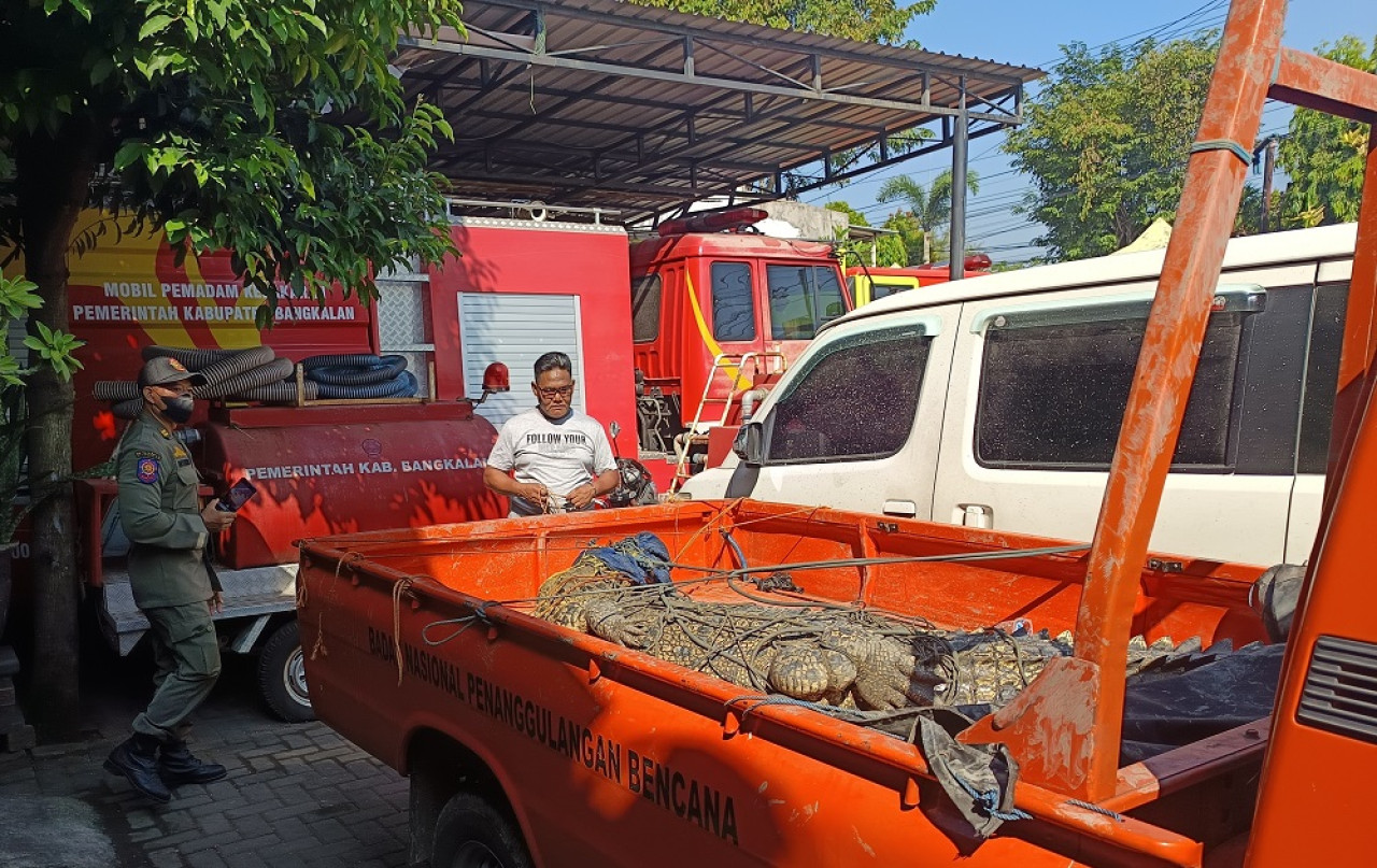 Buaya muara yang ditemukan di Bangkalan. (Foto: Is for jatimnow.com)